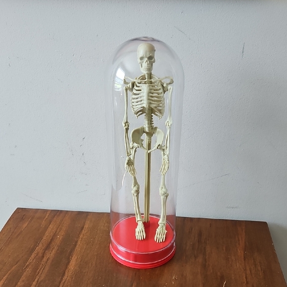 Workman Publishing Other - Vintage 1991 Workman Publishing Human Skeleton
